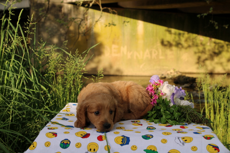 puppy, for, sale, Mini Goldendoodle , Matthew B. Stoltzfus, dog, breeder, Gap, PA, dog-breeder, puppy-for-sale, forsale, nearby, find, puppyfind, locator, puppylocator, aca